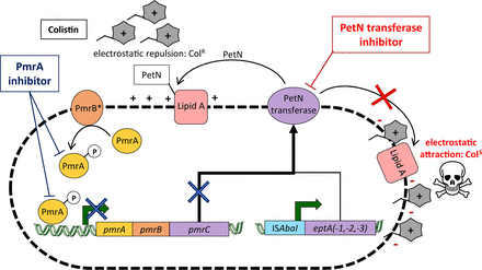 Schematic representation of A. baumannii colistin resistance mechanisms.
